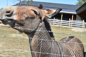 Muddy Boots Farm