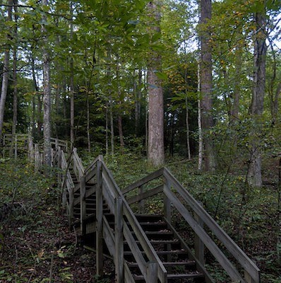 Conkle's Hollow: Where Ancient Trees Whisper Secrets