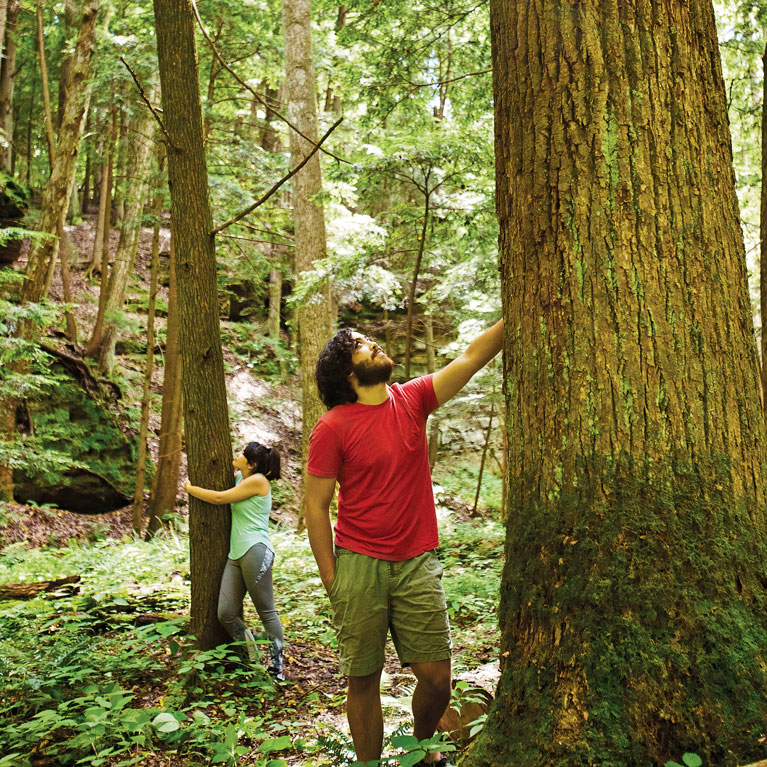 Forest Bathing